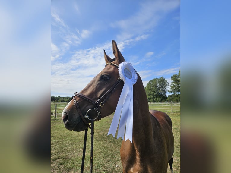 Oldenburger Wallach 5 Jahre 162 cm Rotbrauner in Kupinec