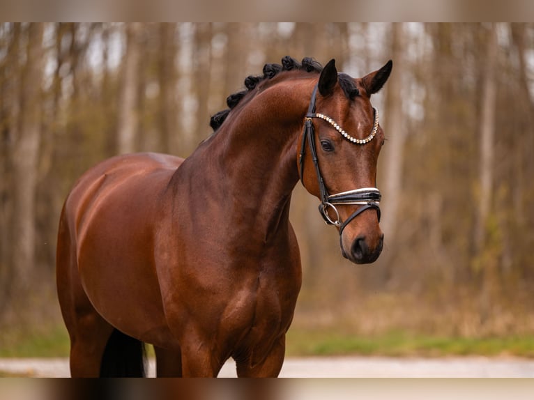 Oldenburger Wallach 5 Jahre 163 cm Brauner in Wehringen