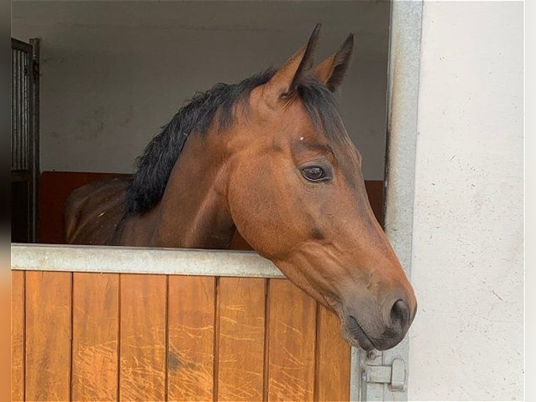 Oldenburger Wallach 5 Jahre 163 cm Brauner in Verden (Aller)