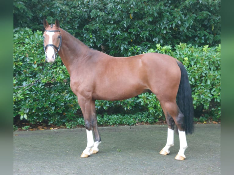 Oldenburger Wallach 5 Jahre 164 cm Brauner in Damme