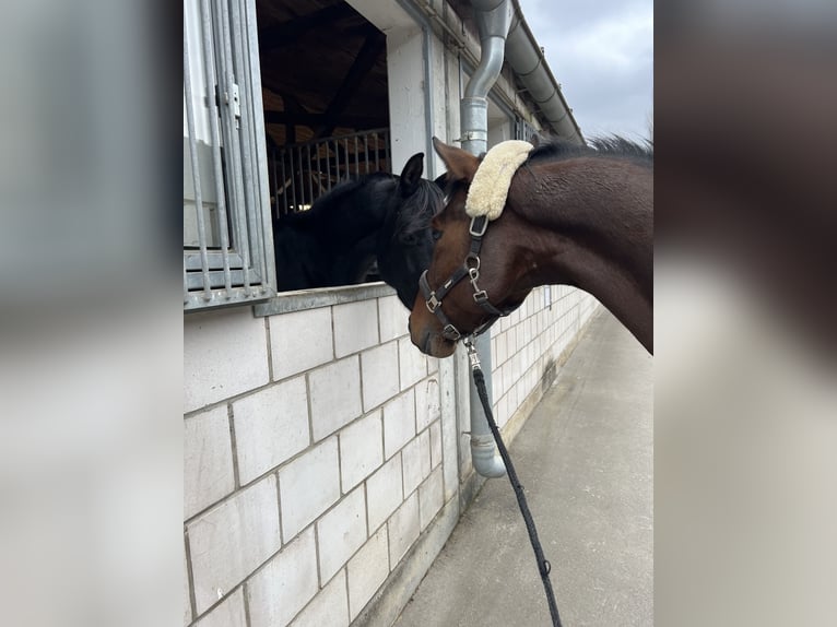 Oldenburger Wallach 5 Jahre 164 cm Brauner in Mannheim