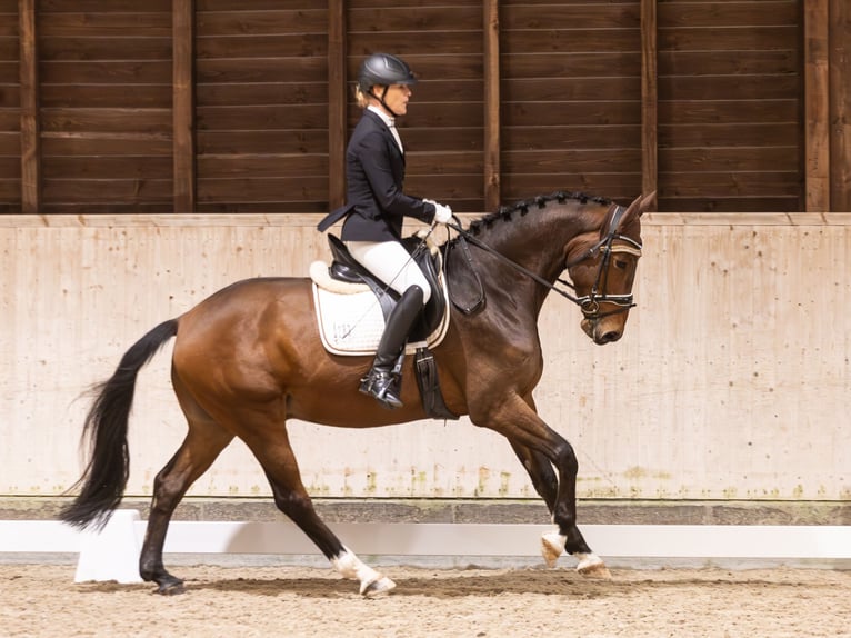 Oldenburger Wallach 5 Jahre 164 cm Brauner in Mannheim