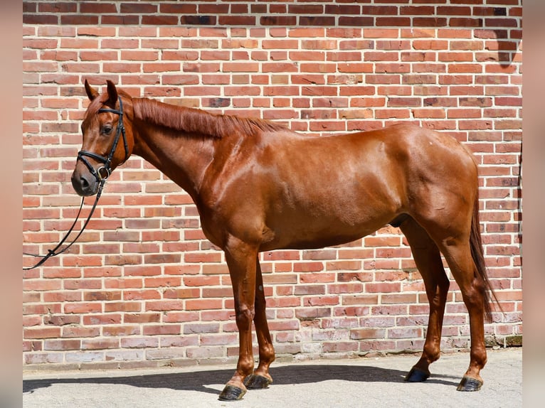 Oldenburger Wallach 5 Jahre 164 cm Fuchs in Rhede