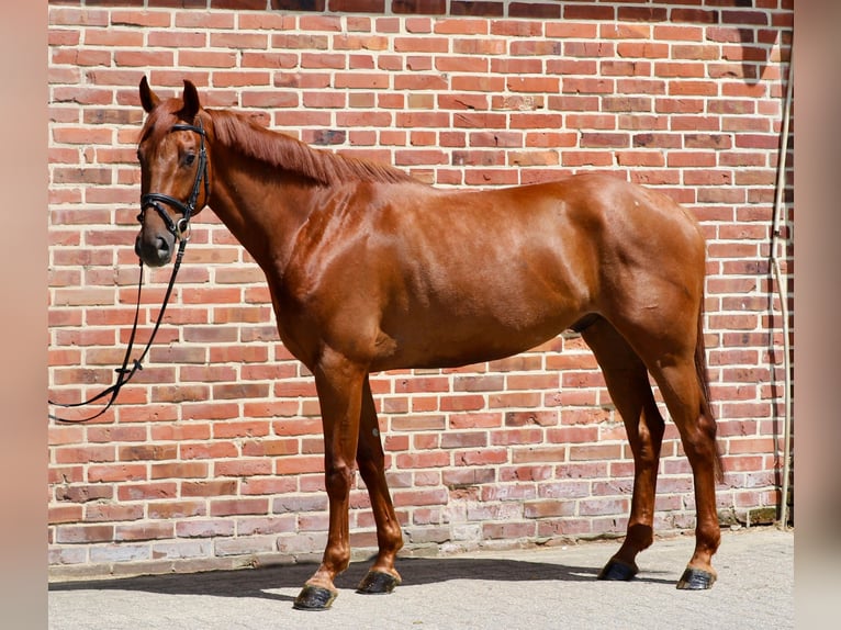 Oldenburger Wallach 5 Jahre 164 cm Fuchs in Rhede