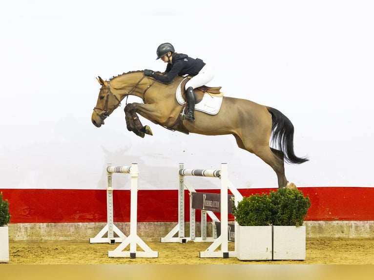 Oldenburger Wallach 5 Jahre 164 cm  in Waddinxveen