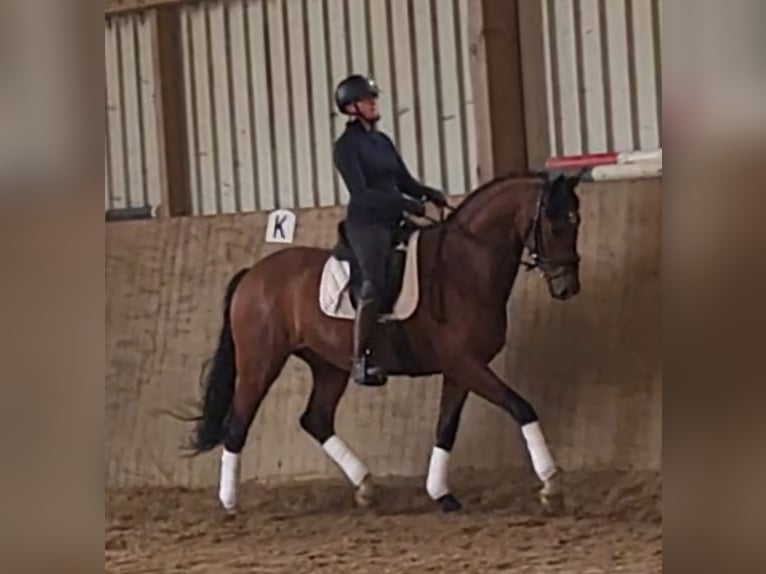 Oldenburger Wallach 5 Jahre 165 cm Brauner in Osterholz-Scharmbeck