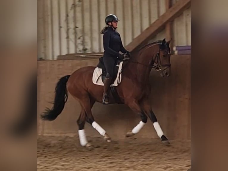 Oldenburger Wallach 5 Jahre 165 cm Brauner in Osterholz-Scharmbeck