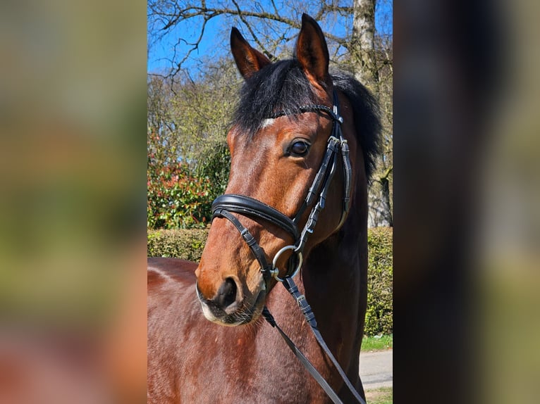 Oldenburger Wallach 5 Jahre 165 cm Brauner in Osterholz-Scharmbeck
