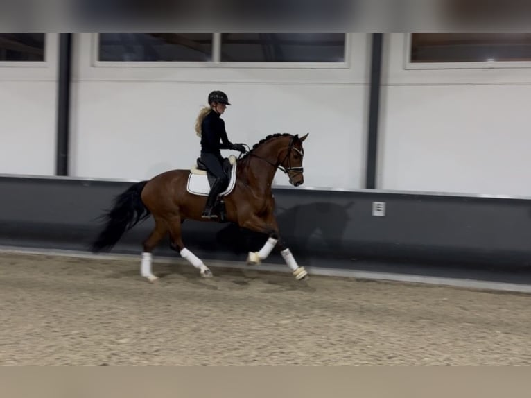 Oldenburger Wallach 5 Jahre 165 cm Brauner in Meckenheim