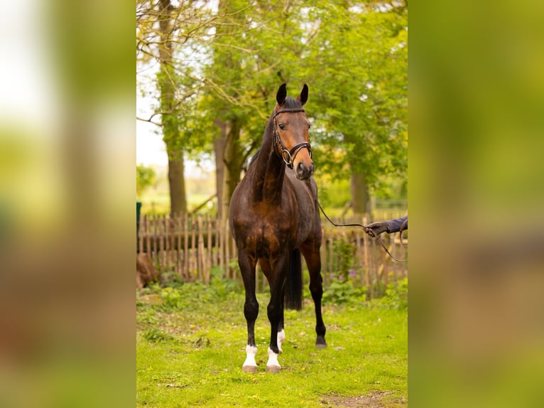Oldenburger Wallach 5 Jahre 165 cm Brauner in Varrel