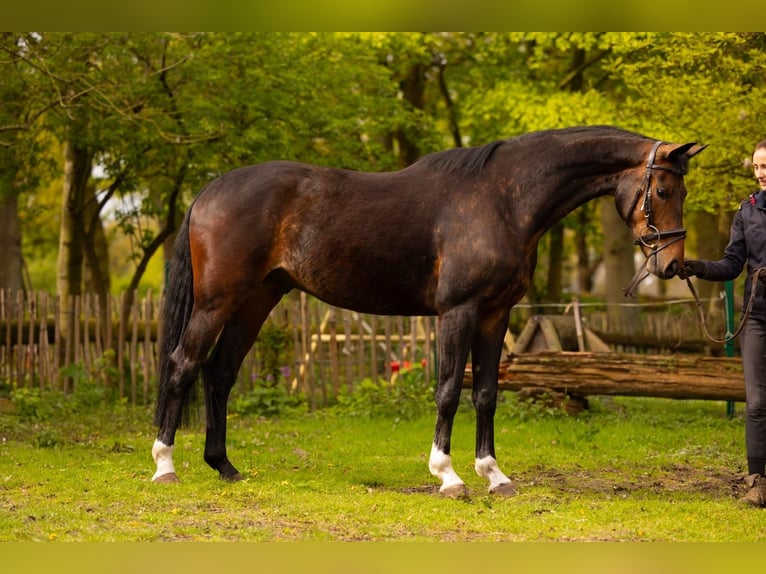 Oldenburger Wallach 5 Jahre 165 cm Brauner in Varrel
