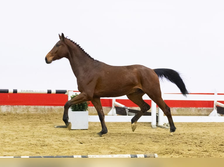 Oldenburger Wallach 5 Jahre 165 cm Brauner in Waddinxveen