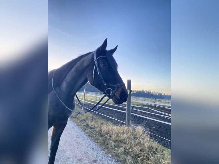 Oldenburger Wallach 5 Jahre 165 cm Dunkelbrauner in Trautskirchen