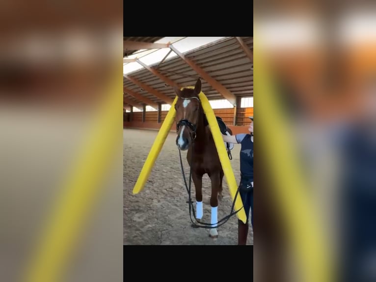 Oldenburger Wallach 5 Jahre 165 cm Dunkelfuchs in Modautal