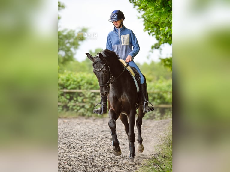Oldenburger Wallach 5 Jahre 165 cm Rappe in Renesse