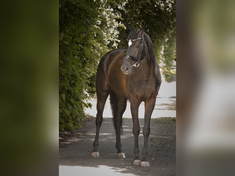 Oldenburger Wallach 5 Jahre 165 cm Rappe in Münzenberg