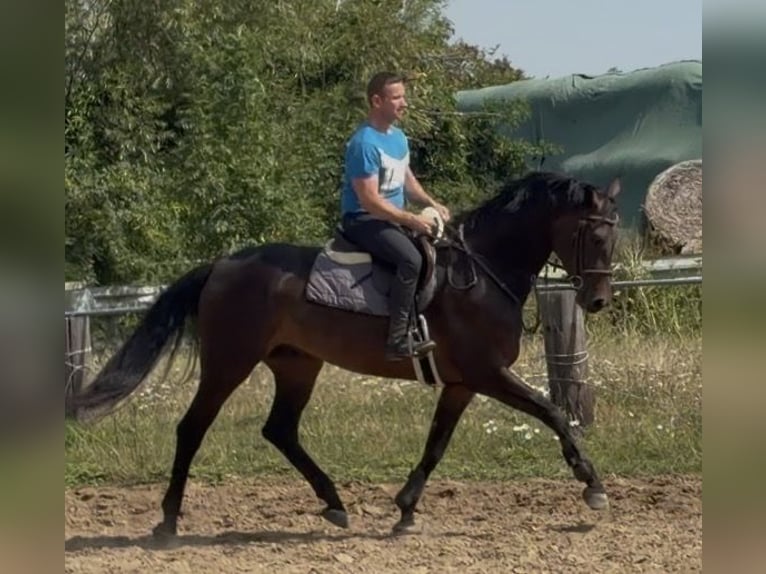 Oldenburger Wallach 5 Jahre 166 cm Brauner in Elze Esbeck