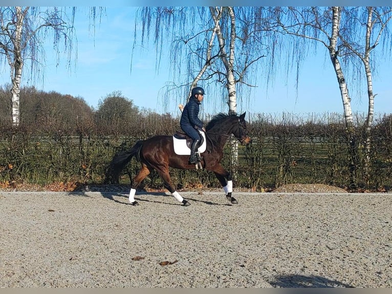 Oldenburger Wallach 5 Jahre 166 cm Dunkelbrauner in Hilgermissen