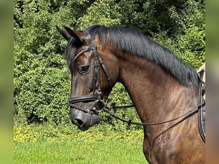 Oldenburger Wallach 5 Jahre 166 cm Rappe in Pfaffenhofen