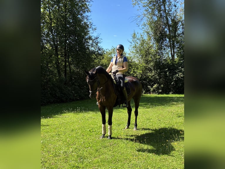 Oldenburger Wallach 5 Jahre 166 cm Rappe in Pfaffenhofen