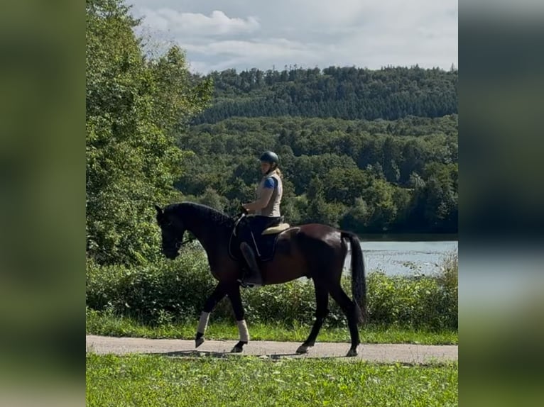 Oldenburger Wallach 5 Jahre 166 cm Rappe in Pfaffenhofen