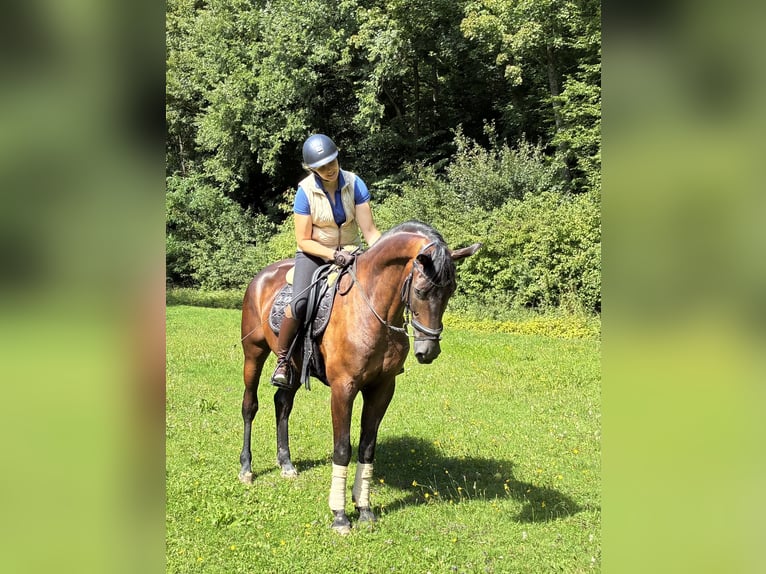 Oldenburger Wallach 5 Jahre 166 cm Rappe in Pfaffenhofen