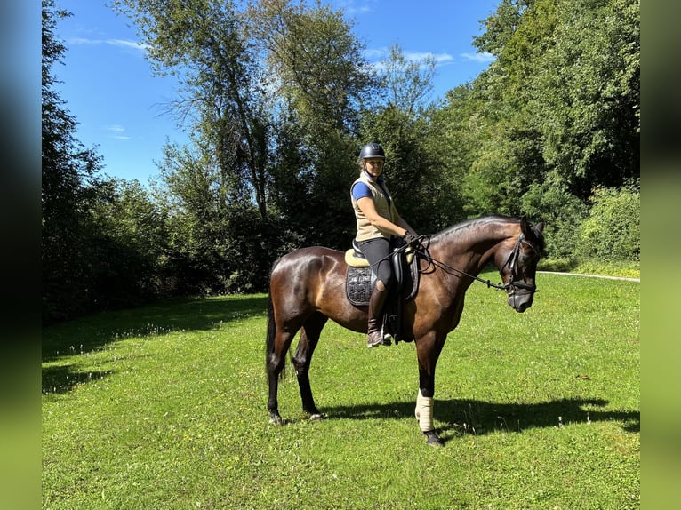 Oldenburger Wallach 5 Jahre 166 cm Rappe in Pfaffenhofen