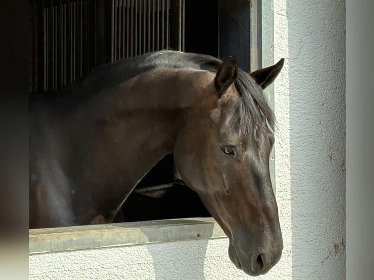 Oldenburger Wallach 5 Jahre 166 cm Rappe in Pfaffenhofen