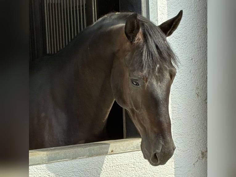 Oldenburger Wallach 5 Jahre 166 cm Rappe in Pfaffenhofen
