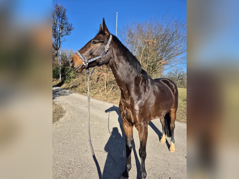 Oldenburger Wallach 5 Jahre 166 cm Schwarzbrauner in Ottenbach