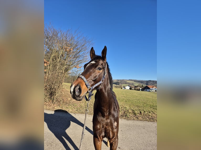 Oldenburger Wallach 5 Jahre 166 cm Schwarzbrauner in Ottenbach