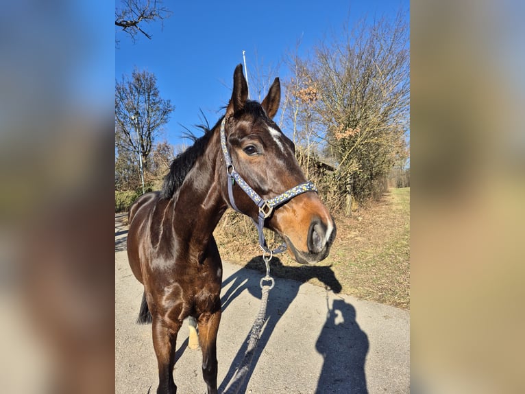 Oldenburger Wallach 5 Jahre 166 cm Schwarzbrauner in Ottenbach