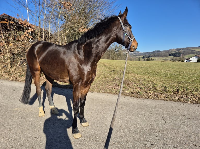Oldenburger Wallach 5 Jahre 166 cm Schwarzbrauner in Ottenbach
