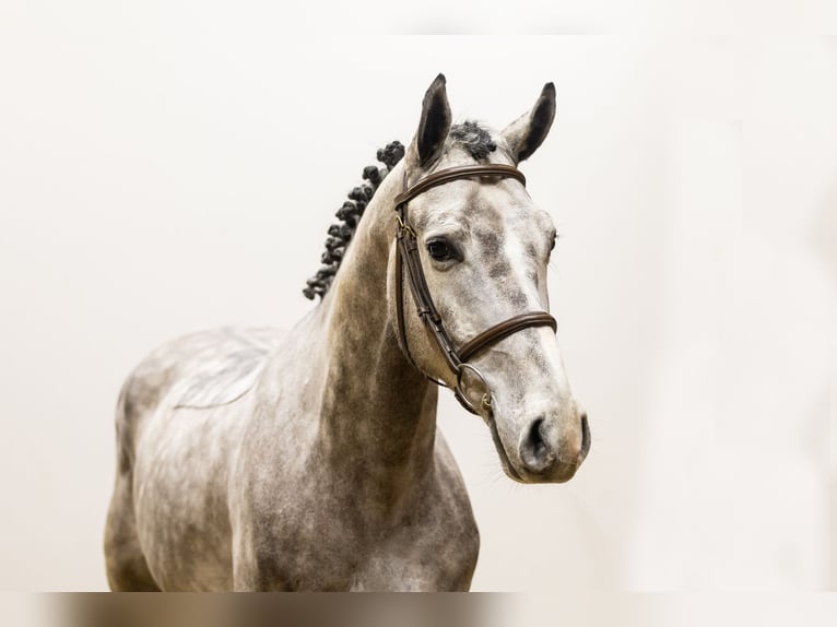 Oldenburger Wallach 5 Jahre 166 cm Schwarzbrauner in Waddinxveen