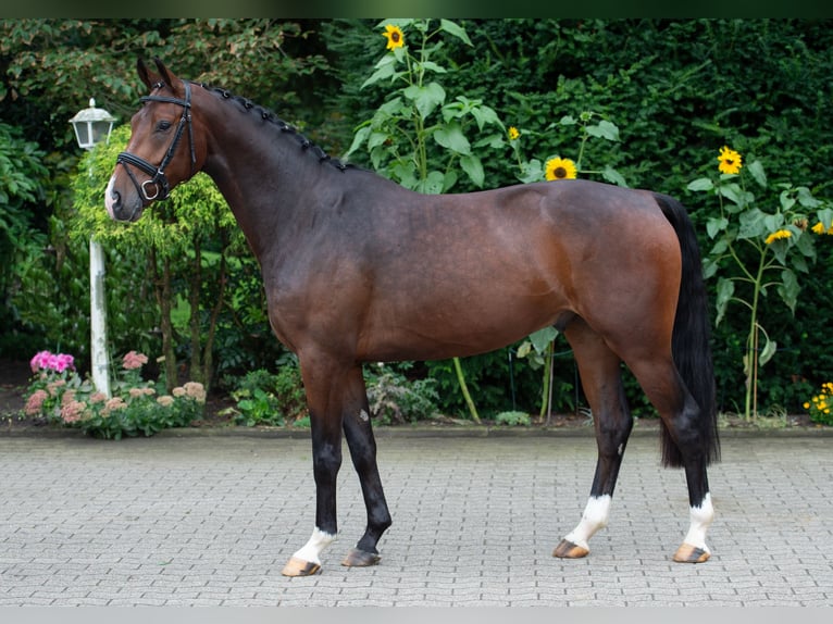 Oldenburger Wallach 5 Jahre 167 cm Brauner in Damme