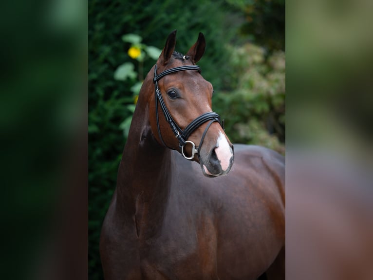 Oldenburger Wallach 5 Jahre 167 cm Brauner in Damme