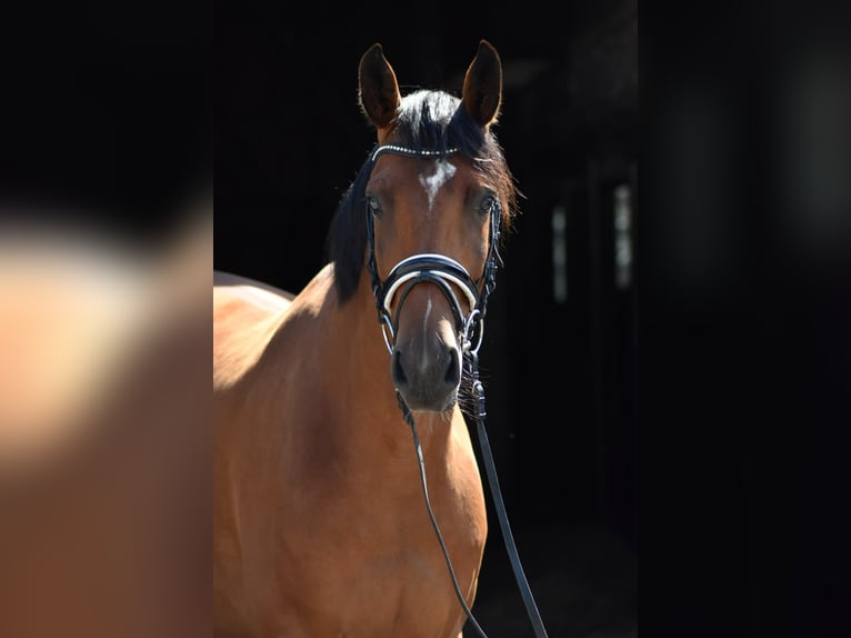 Oldenburger Wallach 5 Jahre 167 cm Brauner in Herbstein