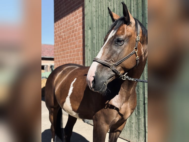 Oldenburger Wallach 5 Jahre 167 cm Brauner in Guxhagen
