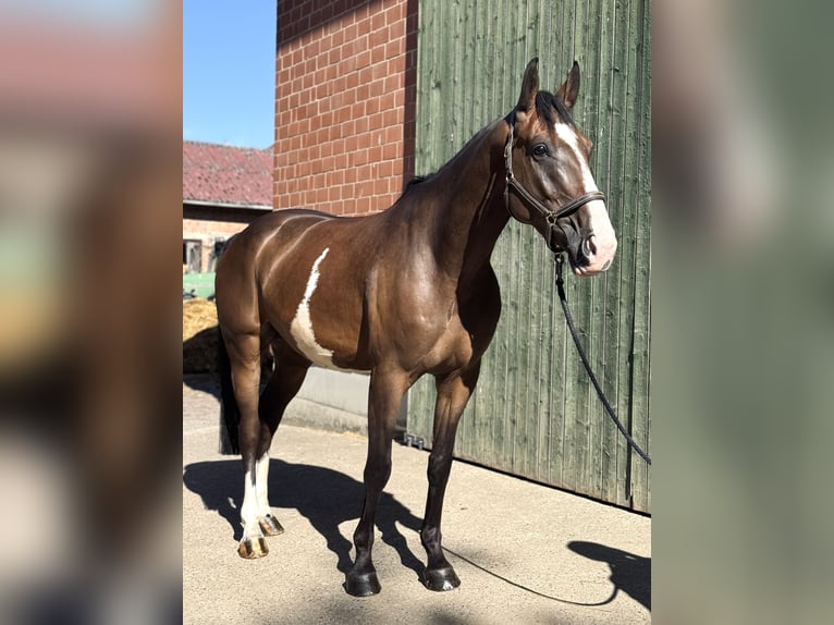 Oldenburger Wallach 5 Jahre 167 cm Brauner in Guxhagen