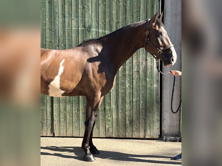 Oldenburger Wallach 5 Jahre 167 cm Brauner in Guxhagen
