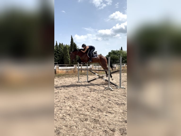 Oldenburger Wallach 5 Jahre 167 cm Brauner in Els Poblets