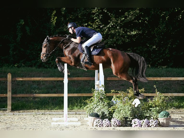 Oldenburger Wallach 5 Jahre 167 cm Brauner in Riedstadt