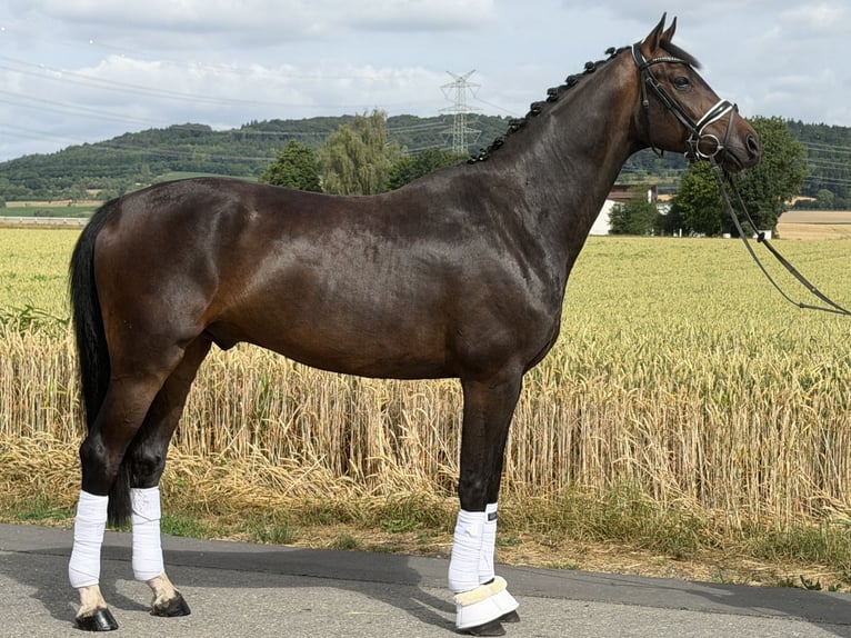 Oldenburger Wallach 5 Jahre 167 cm Dunkelbrauner in Riedlingen