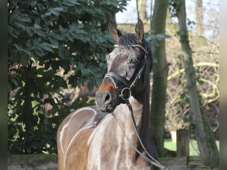 Oldenburger Wallach 5 Jahre 167 cm Dunkelbrauner in Bakum