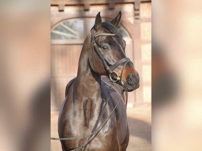 Oldenburger Wallach 5 Jahre 167 cm Dunkelbrauner in Bakum