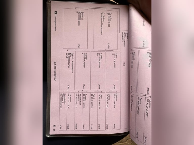 Oldenburger Wallach 5 Jahre 167 cm Dunkelbrauner in Pelmberg