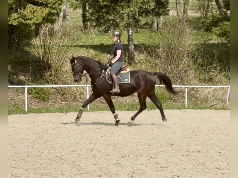 Oldenburger Wallach 5 Jahre 167 cm Dunkelbrauner in Pelmberg