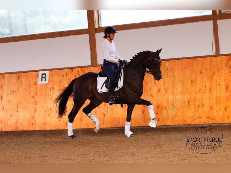 Oldenburger Wallach 5 Jahre 167 cm Dunkelbrauner in Garstedt
