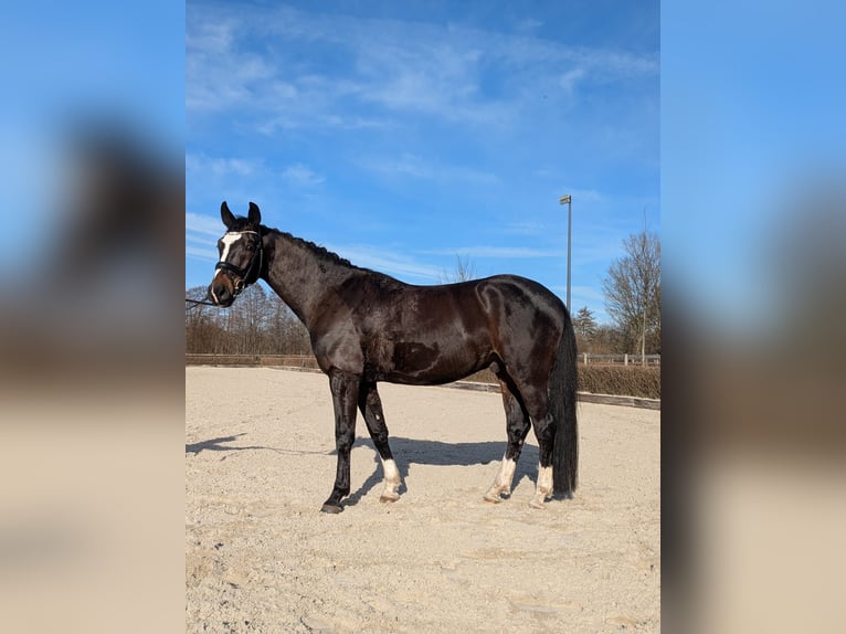 Oldenburger Wallach 5 Jahre 167 cm Dunkelbrauner in Quickborn