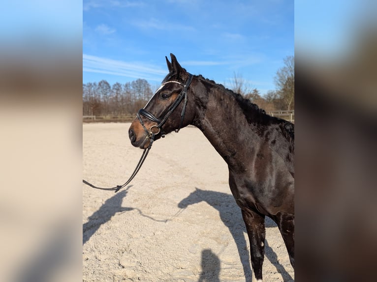 Oldenburger Wallach 5 Jahre 167 cm Dunkelbrauner in Quickborn